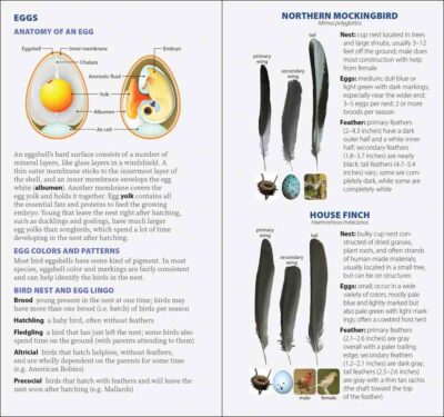 Bird Feathers & Eggs of California - Image 3