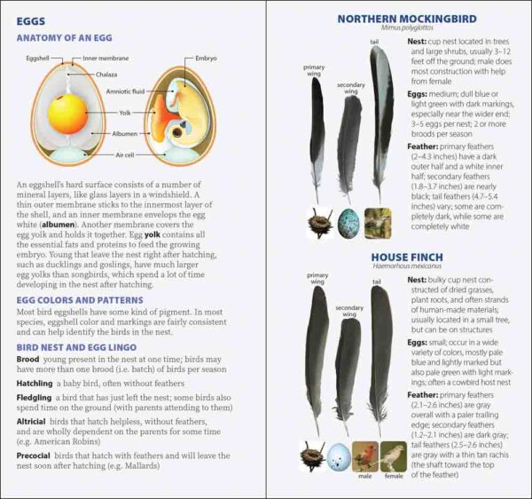 Bird Feathers & Eggs of California - Image 3