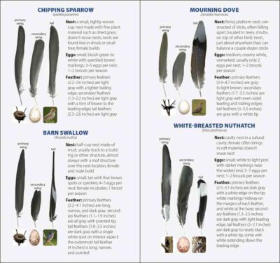 Bird Feathers & Eggs of California - Image 4