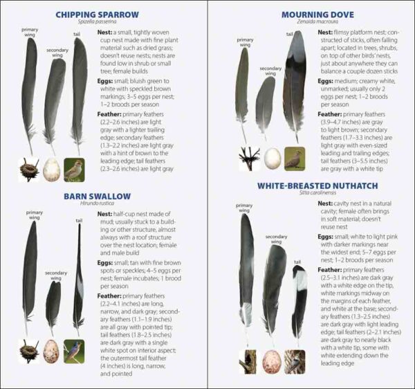 Bird Feathers & Eggs of California - Image 4