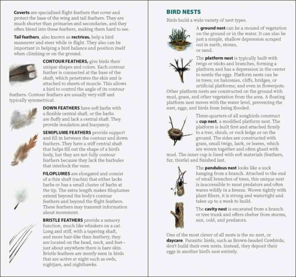 Bird Feathers & Eggs of the Pacific Northwest - Image 4