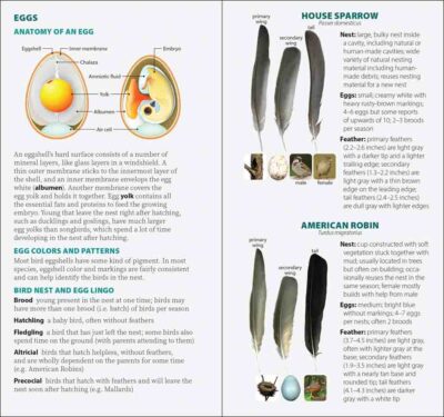 Bird Feathers & Eggs of the Pacific Northwest - Image 3