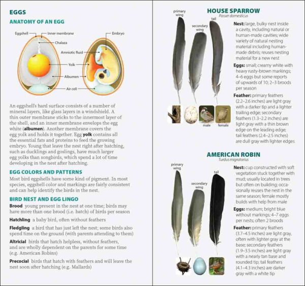 Bird Feathers & Eggs of the Pacific Northwest - Image 3