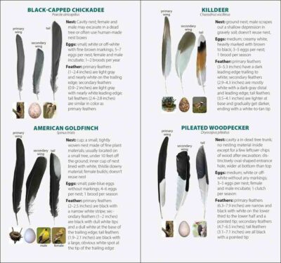Bird Feathers & Eggs of the Pacific Northwest - Image 2