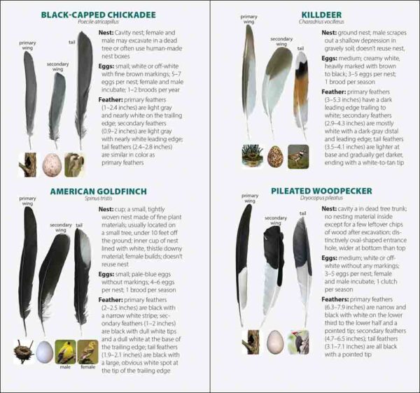 Bird Feathers & Eggs of the Pacific Northwest - Image 2