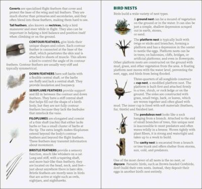 Bird Feathers & Eggs of the Rocky Mountains - Image 4