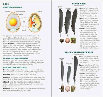Bird Feathers & Eggs of the Rocky Mountains - Image 3