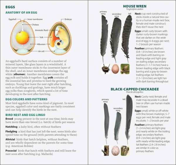 Bird Feathers & Eggs of the Rocky Mountains - Image 3