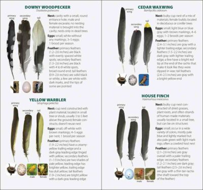 Bird Feathers & Eggs of the Rocky Mountains - Image 2