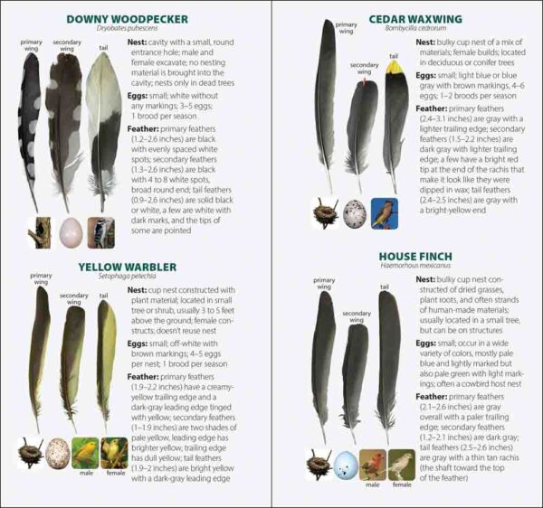 Bird Feathers & Eggs of the Rocky Mountains - Image 2