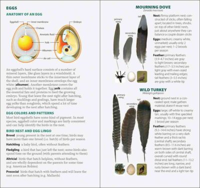 Bird Feathers & Eggs of the South - Image 4