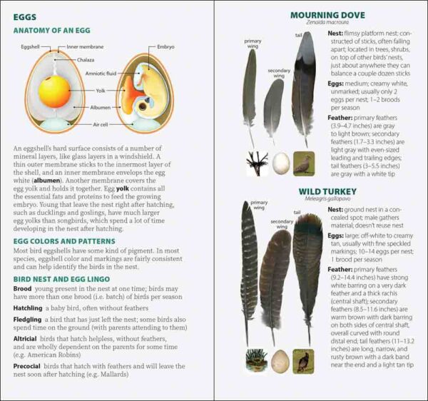 Bird Feathers & Eggs of the South - Image 4