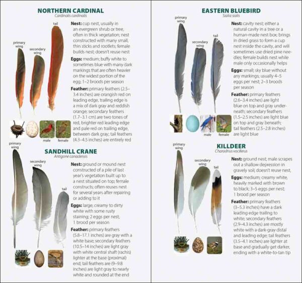 Bird Feathers & Eggs of the South - Image 3