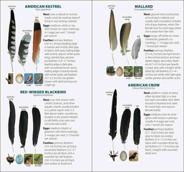 Bird Feathers & Eggs of the South - Image 2