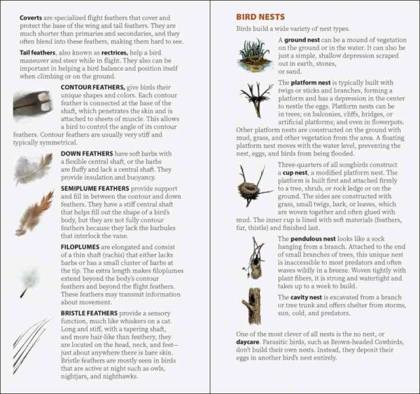 Bird Feathers & Eggs of the Southwest - Image 2