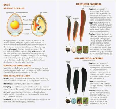 Bird Feathers & Eggs of the Southwest - Image 3