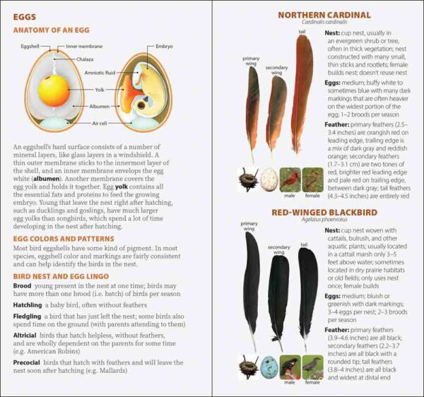 Bird Feathers & Eggs of the Southwest - Image 3