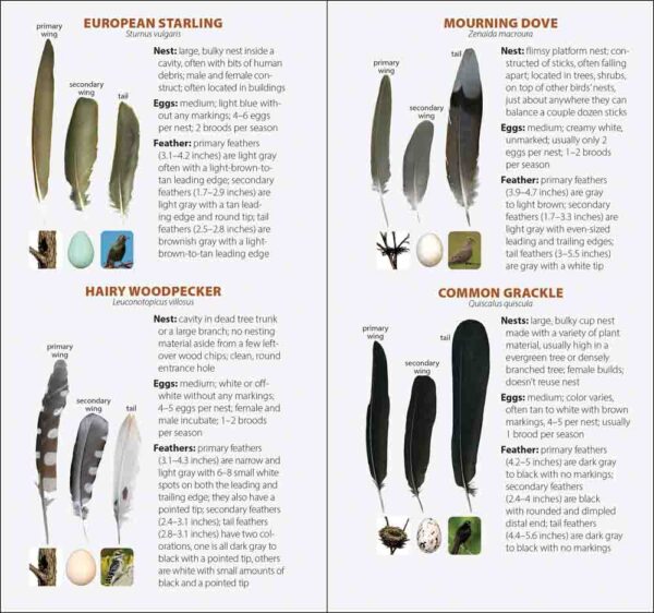 Bird Feathers & Eggs of the Southwest - Image 4