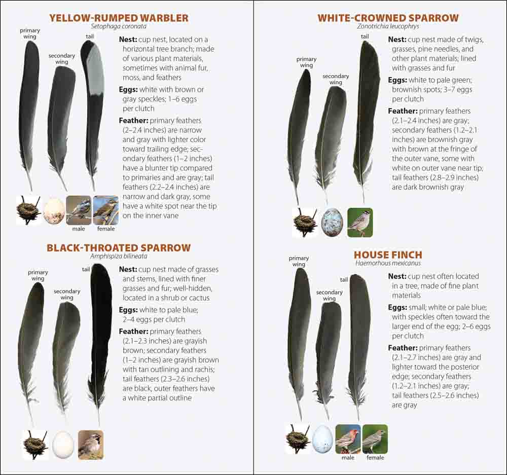 Bird Feathers & Eggs of the Southwest - Image 4