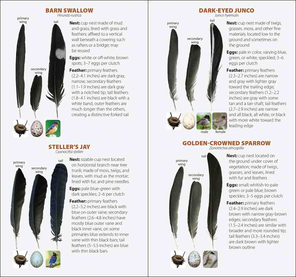 Bird Feathers & Eggs of the Southwest - Image 5