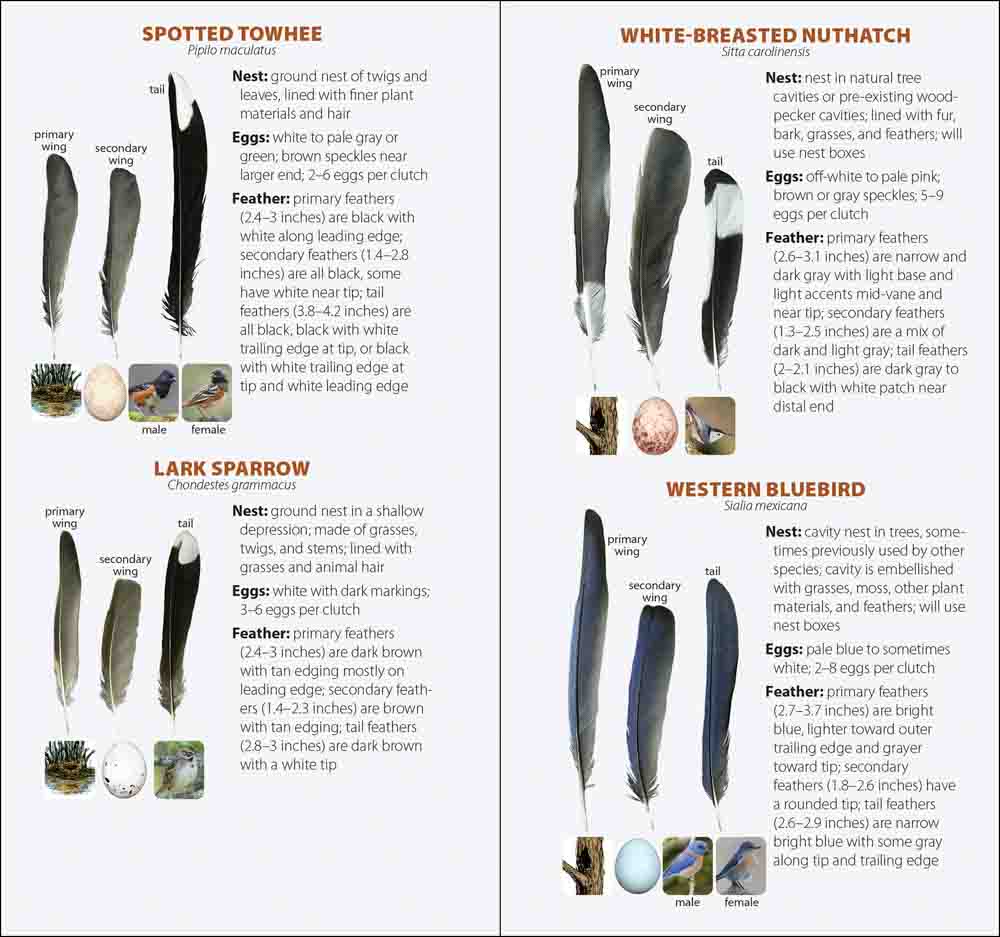 Bird Feathers & Eggs of the Southwest - Image 6