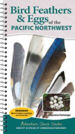 Bird Feathers & Eggs of the Pacific Northwest