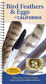 Bird Feathers & Eggs of California