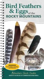 Bird Feathers & Eggs of the Rocky Mountains