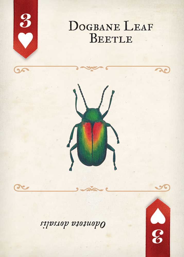 Beetles Playing Cards - Image 2