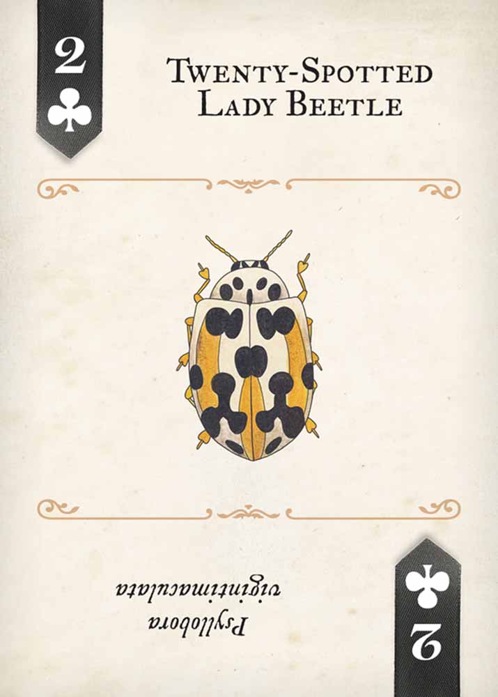 Beetles Playing Cards - Image 5