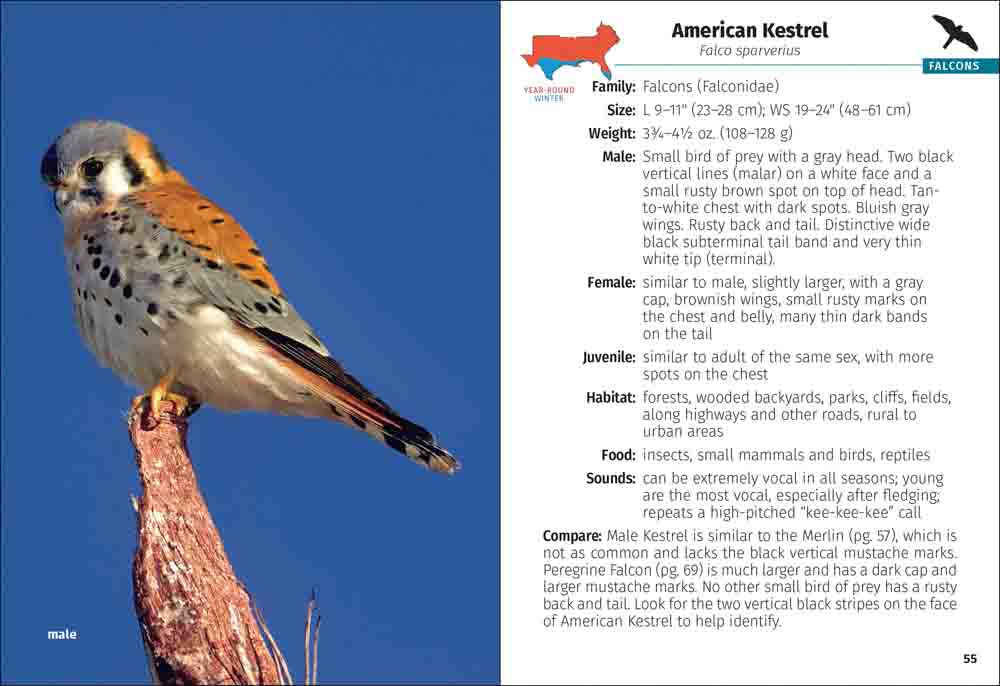Birds of Prey of the South Field Guide - Image 2
