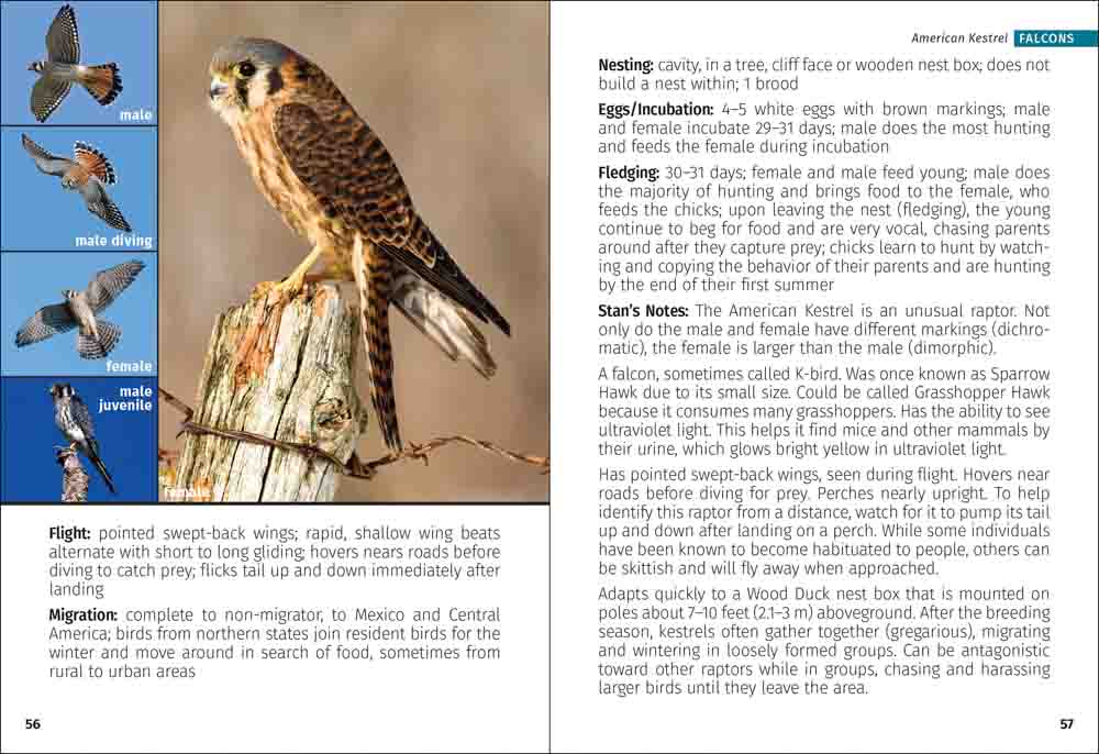Birds of Prey of the South Field Guide - Image 3