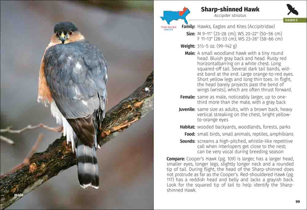 Birds of Prey of the South Field Guide - Image 4