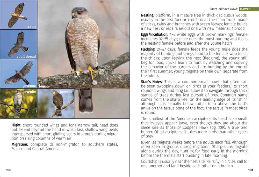 Birds of Prey of the South Field Guide - Image 5