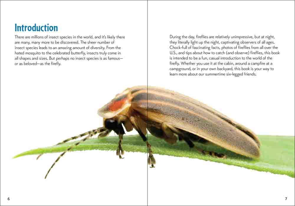 Fireflies Book - Image 2