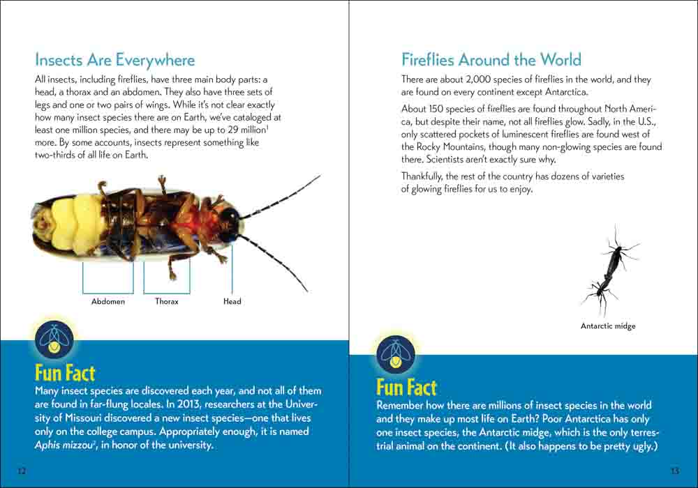 Fireflies Book - Image 4